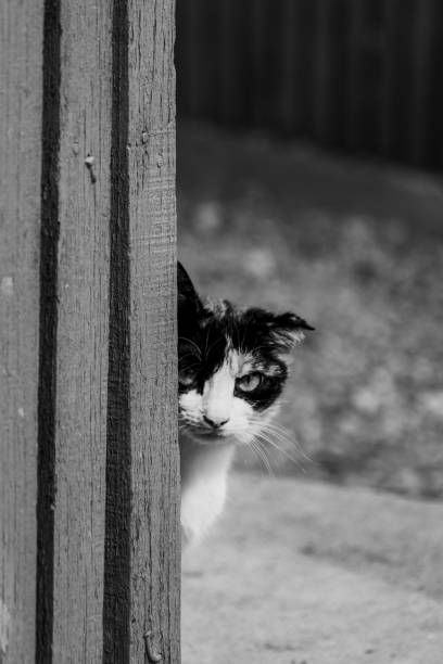 A vertical shot of black and white cat looking behind woods