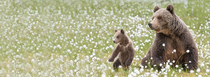 A view of brown bear mother and her small cub in the middle of the cotton grass