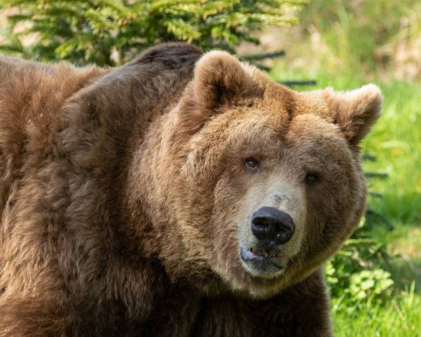 istock Portrait of a cute brown bear 1454774487