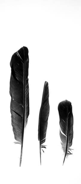 istock Vertical shot of three plumes isolated on a white background 1454774490