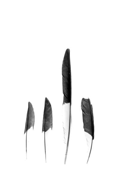 istock Vertical shot of plumes isolated on a white background 1454774540
