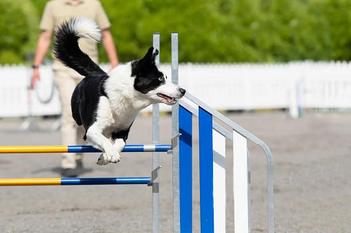 A Border Collie jumps over an agility hurdle on a dog agility course