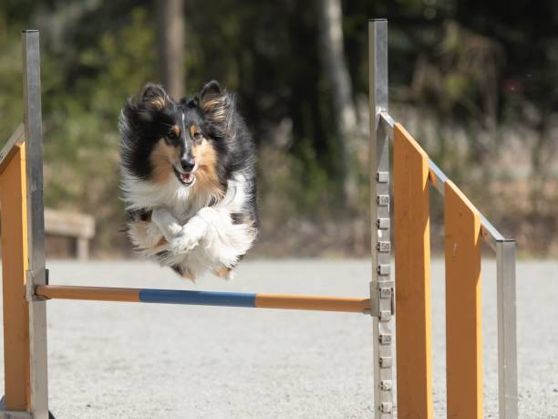 istock Rough Collie jumps over an agility hurdle on a dog agility course 1454774575