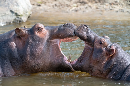 A closeup shot of the open mouth hippos in the water in the Netherlands safari park