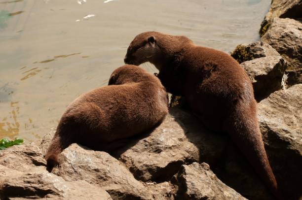 istock Two Asian small-clawed Otters on the rocks 1454774844