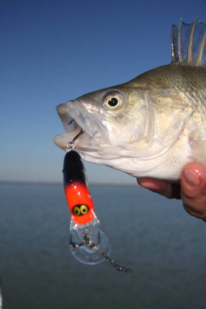 Redfin English perch fish stock photo