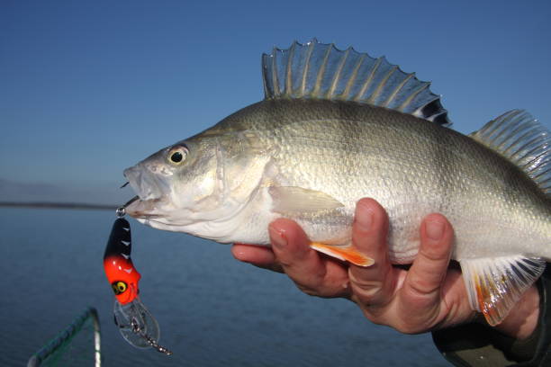 Redfin English perch fish stock photo