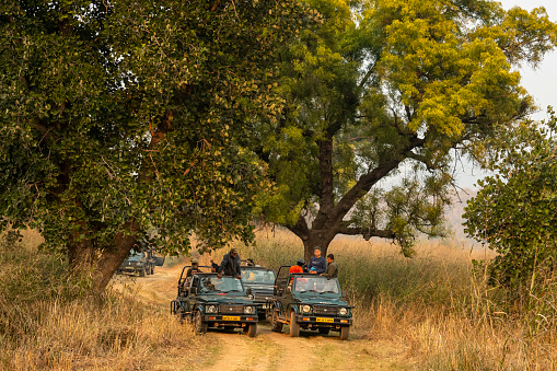 panna national park, madhya pradesh, India - December 24, 2022 - Tourists and Photographers in Wildlife Safari vehicle or gypsy are waiting for tiger during alarm call in forest of panna tiger reserve