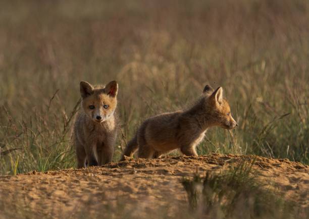 seleção de raposa kit (vulpes macrotis) em capim - bilby - fotografias e filmes do acervo