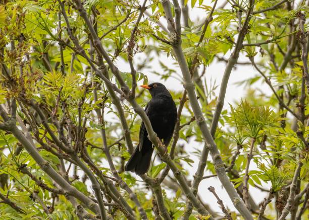 istock Beautiful blackbird resting on a branch in a forest 1454778149