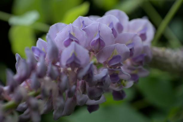 Closeup of American Wisteria (Wisteria frutescens) in a garden A closeup of American Wisteria (Wisteria frutescens) in a garden wisteria frutescens stock pictures, royalty-free photos & images