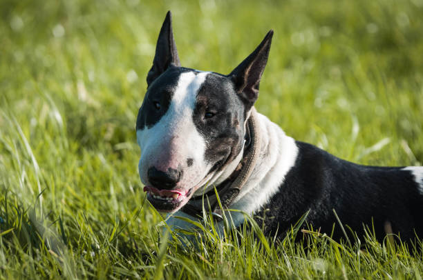 istock Closeup of a bull terrier outdoors during daylight 1454779397