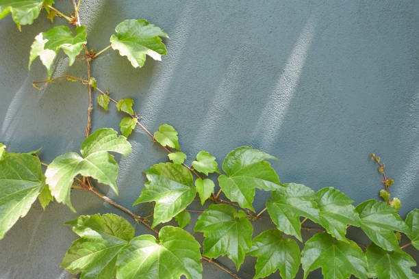istock Ivy vines climbing tree trunk on green background. 1454779403