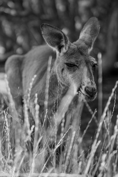 istock Vertical grayscale shot of a kangaroo on a field 1454779577