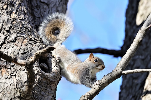 A closeup shot of an Eastern gray squirrel with a bushy tail crawling from a tree trunk on a branch