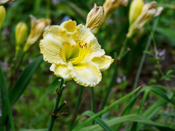 istock Blossoming yellow flower on blurred background 1454779637