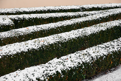 Rows of green bushes covered with snow