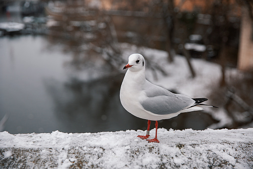 White seagull stands on the wall - winter town scape