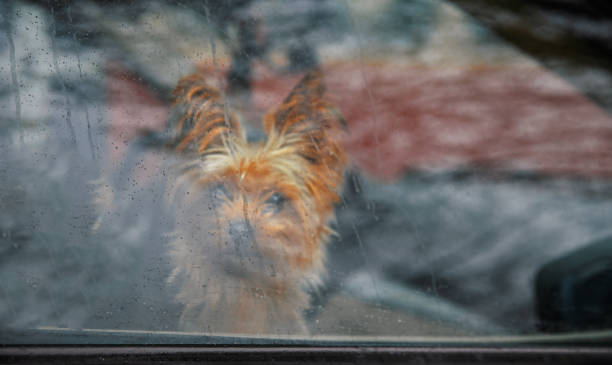 istock Cute Yorkshire terrier looks from the window inside the car 1454780330