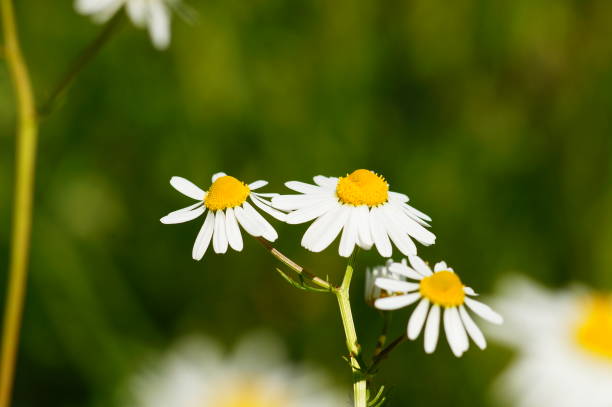 цветок майского сорняка на залежном поле - anthemis cotula стоковые фото и изображения