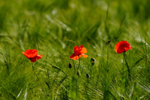 istock Poppy blossom in grain field 1454780487