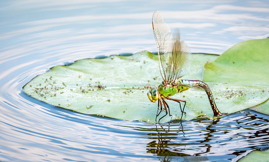 A closeup of a dragonfly on a green lotus leaf on a pond under the sunlight