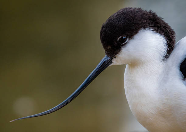 istock Closeup view of a cute tiny white and black bird with a long beak on  a blurry background 1454780957