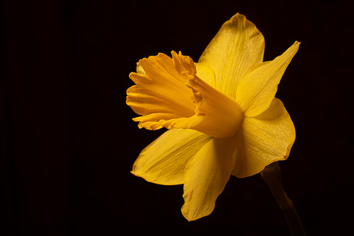 Shallow focus closeup shot of a yellow wild daffodil on a blac background