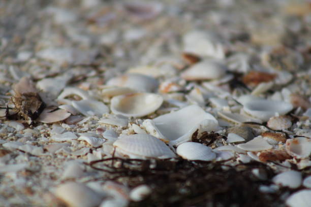 istock Closeup shot of broken seashells and pebbles on the beach 1454781036