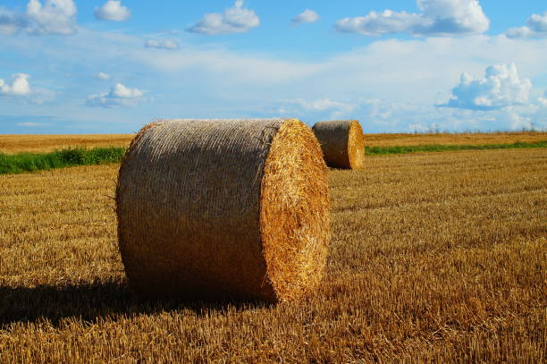 istock Straw bales on a harvested field. 1454781038