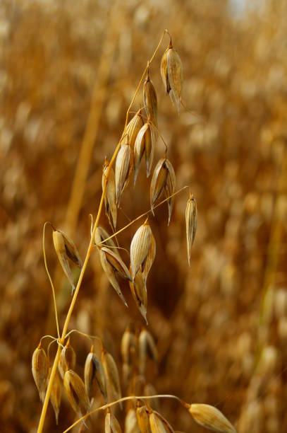 istock Ripe oat ears in a field. 1454781229