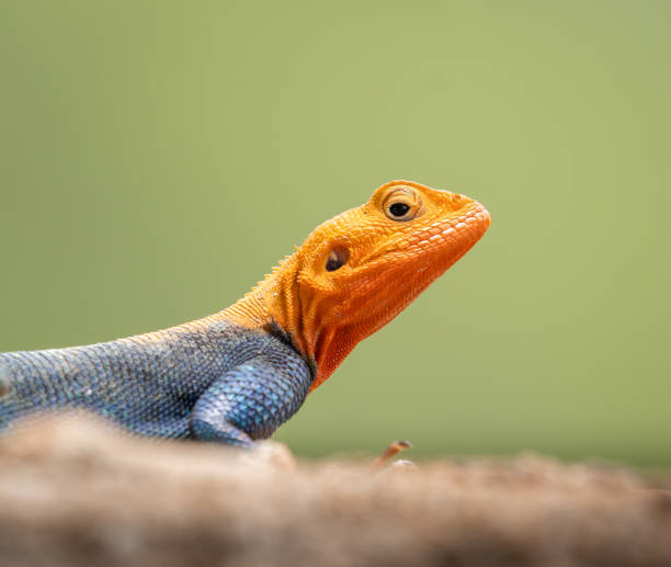 istock Closeup view of a lizard with an orange head on a blurry background 1454781248