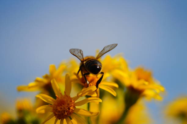 The common ragwort is a native poisonous plant in Europe. Bees like to visit it and contaminate the honey. Deadly for horses in hay.