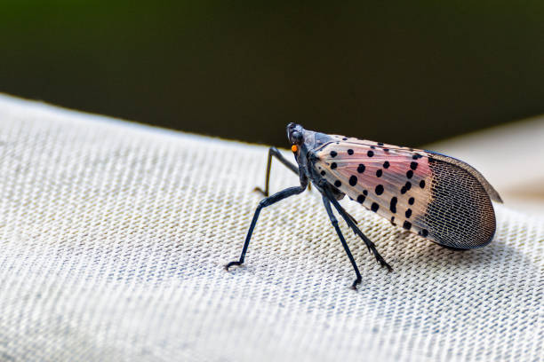 Closeup shot of a Lanternfly with blurred background A closeup shot of a Lanternfly with blurred background Lanternfly stock pictures, royalty-free photos & images