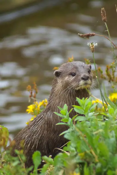 Photo of Vertical shot of an otter in the flowers outdoors