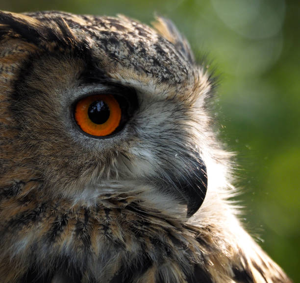 istock Side portrait of a beautiful owl 1454782412