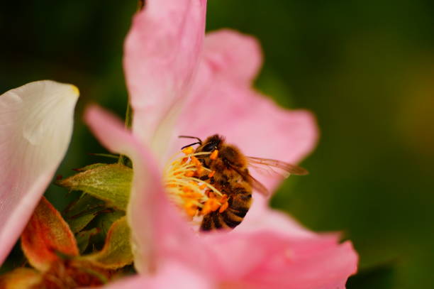 istock Macro shot of a honey bee on a wild rose 1454782556