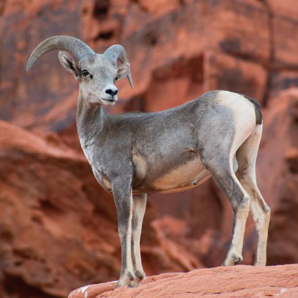 istock Bighorn sheep standing on a rock in Nevada desert 1454783170