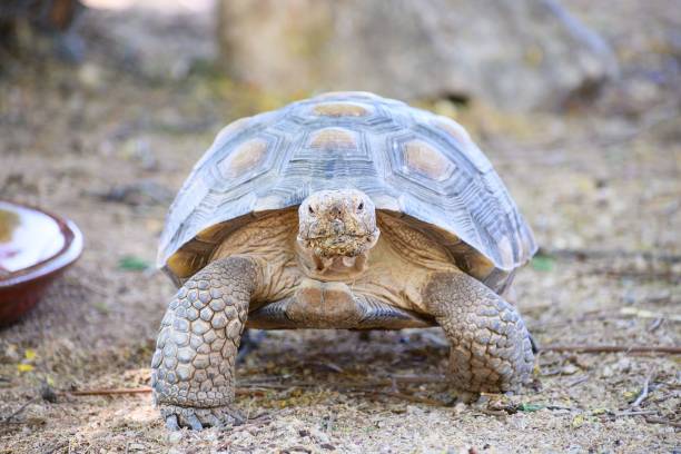 vista frontale di una tartaruga del deserto su sfondo sfocato - desert tortoise foto e immagini stock