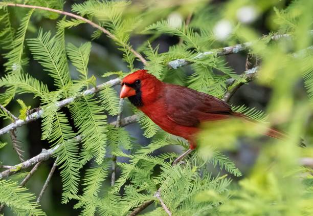 istock Closeup shot of a beautiful red cardinal bird perched on a tree 1454783206