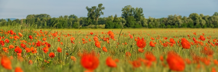 A panoramic shot of red common poppies (Papaver rhoeas) in the farmland