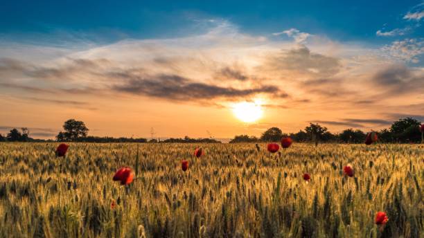 istock Dramatic sunset over the farmland with flowers in Germany 1454783371