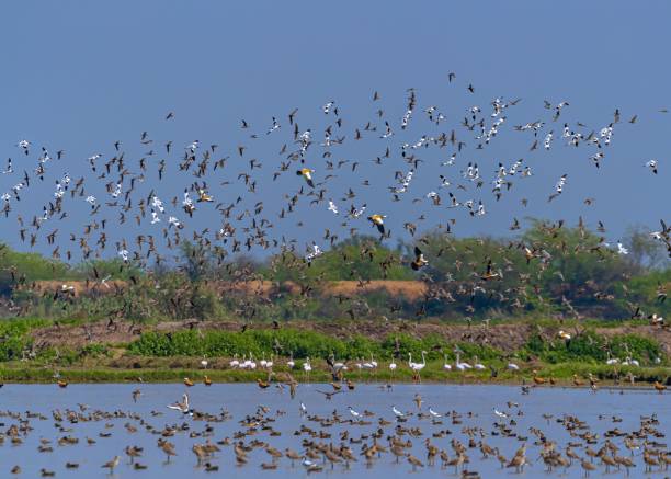 istock Huge flock of migrating birds 1454783398