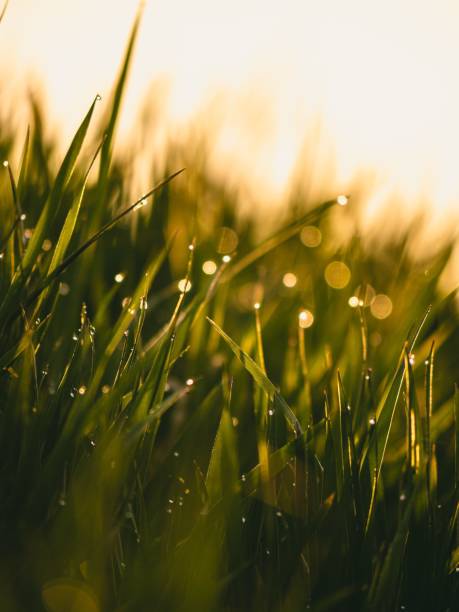 istock Selective focus shot of green grass with water drops 1454783608