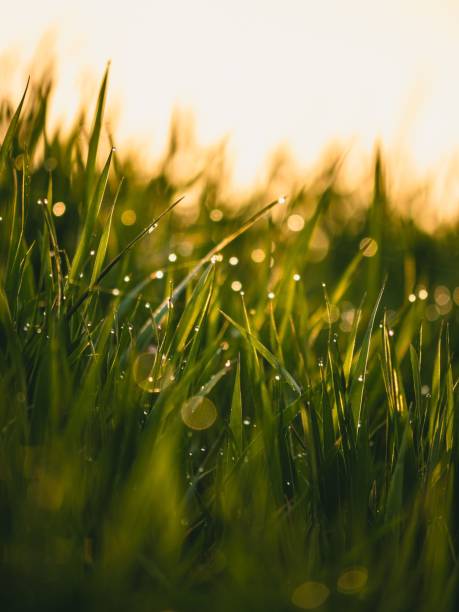 istock Selective focus shot of green grass with water drops 1454783609