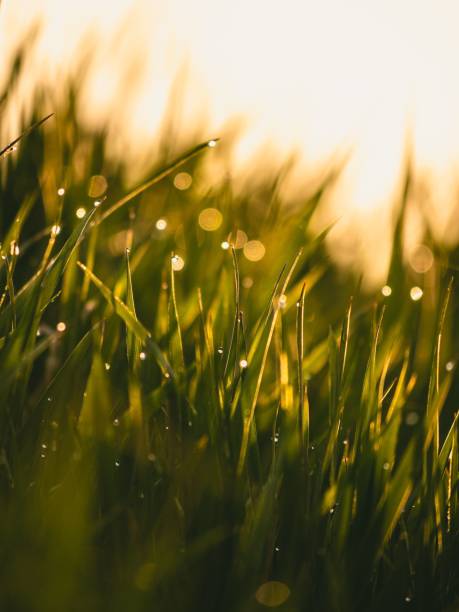 istock Selective focus shot of green grass with water drops 1454783614