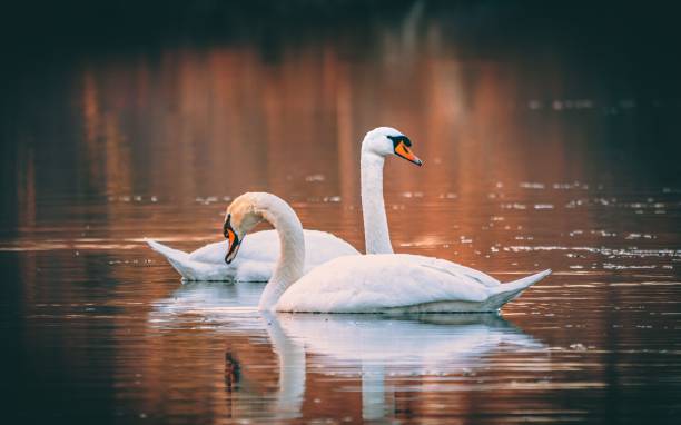 istock Two graceful swans swimming in the lake 1454783628