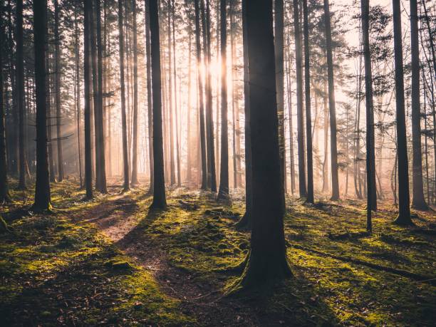 istock Dense trees in the forest during sunrise in Germany 1454783666