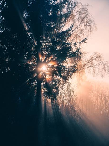 A vertical shot of trees in the forest during sunrise