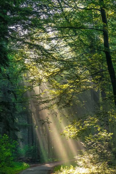 istock Vertical shot of a path in the forest during sunrise 1454783676